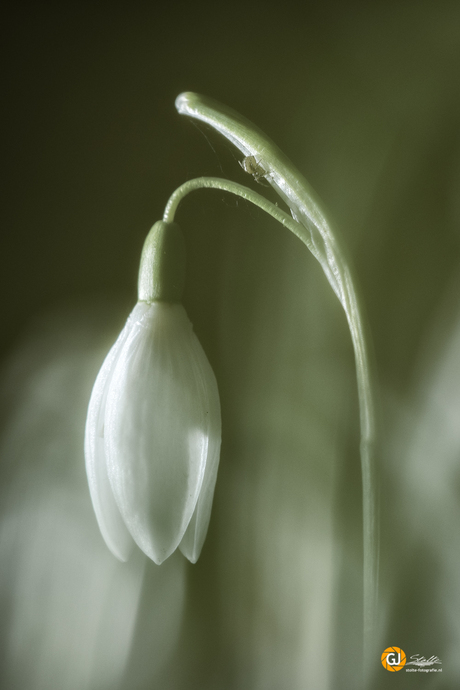 Snowdrop