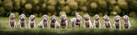 12 pups