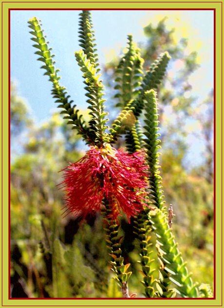 Wilde bloem Australie