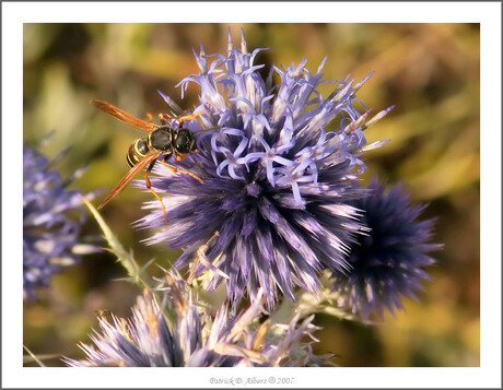 Pollenwesp (Celonites abbreviatus)