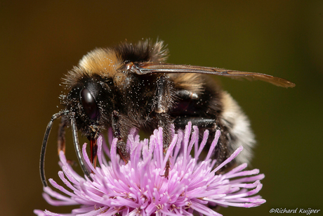 Grote koekoekshommel (Bombus (Psithyrus) vestalis)