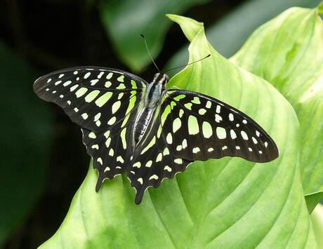 vlindertuin Mainau