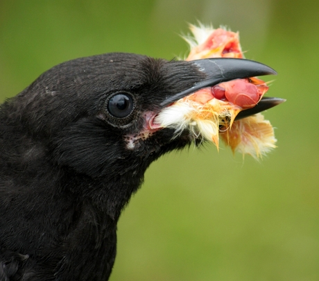 Eten en gegeten worden