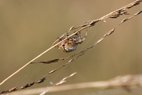 mijn eerste macro