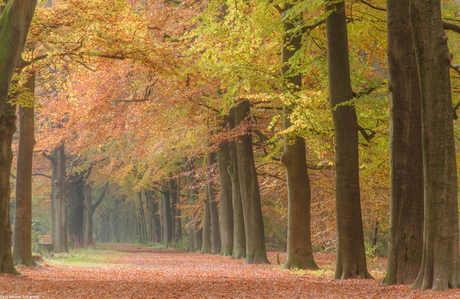 De Herfst in zijn kleur en pracht