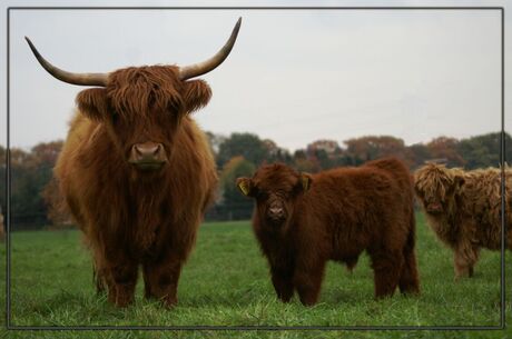 Schotse Hooglanders, moeder en kind.