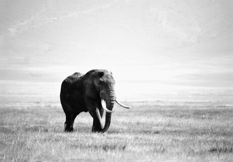 Eenzame olifant in de Ngorogorokrater - Tanzania