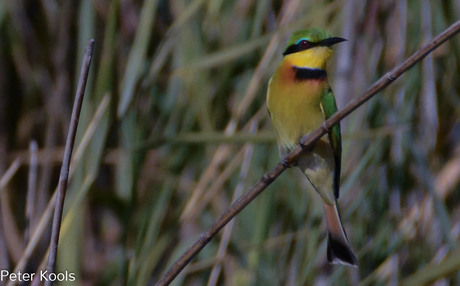 african bee-eater