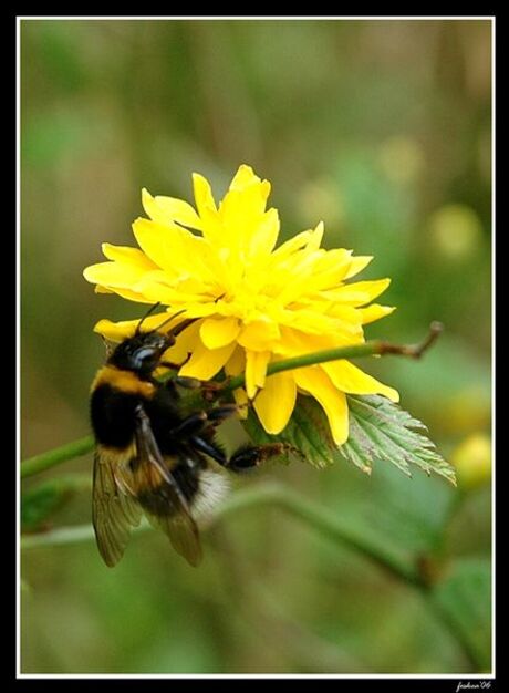 Hommel