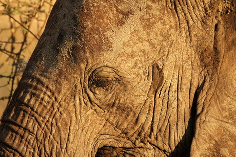 Close-up olifant Serengeti