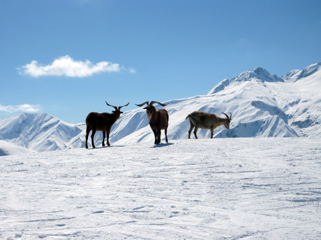 Le Corbier, Frankrijk