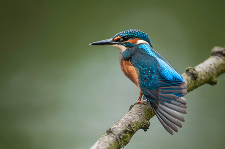 jonge ijsvogel 4 opmaak.jpg