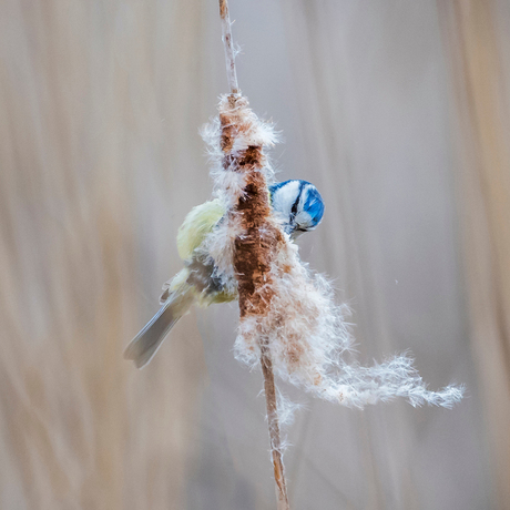 Pimpelmeesje