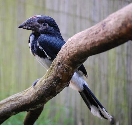 Jonge trompetter neushoornvogel