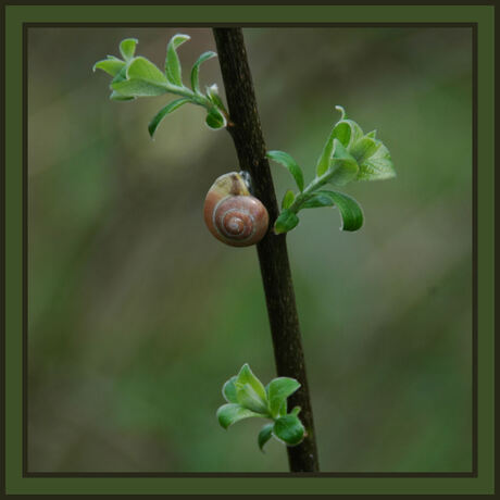 Slak in de lente