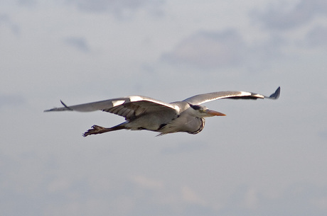 Reiger