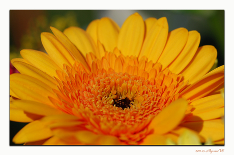 Gerbera