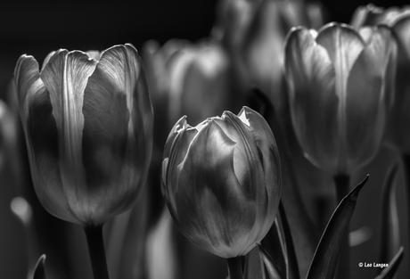 Tulpen in zwart wit.