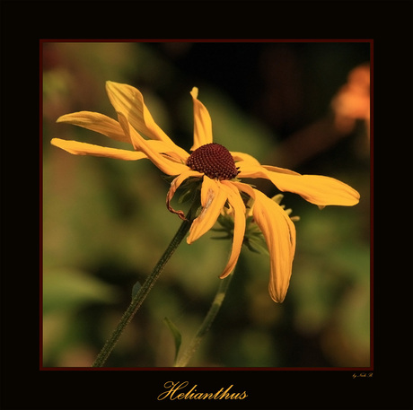 Helianthus