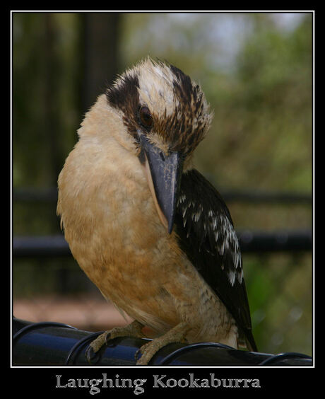 Laughing Kookaburra