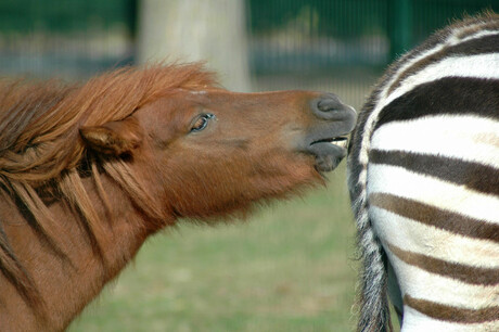 paard versus zebra