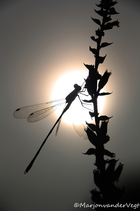 Libelle in avondzon