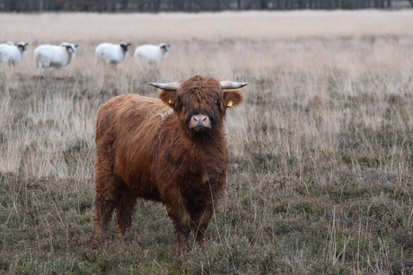 Schotse Hooglander 1