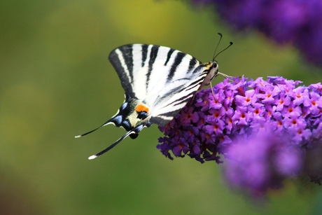 Koningspage (Iphiclides podalitius)