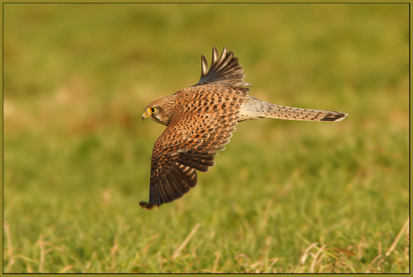 The flight of the Kestrel!