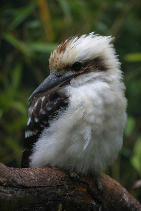 Kookabura