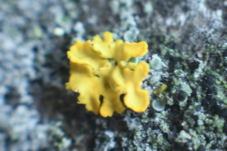 Nikon 50mm 1.4 met tussen ringen.