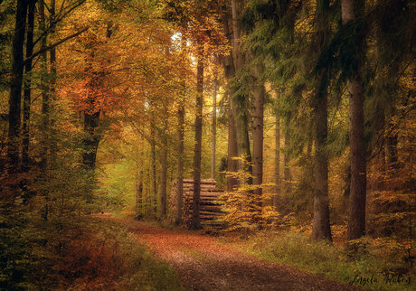 Herfst in Zeddam