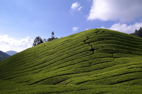 Theeplantage Cameron Highlands