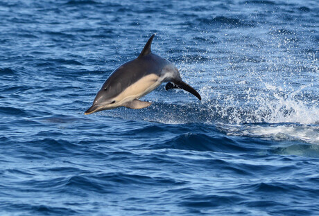 Springende gewone dolfijn