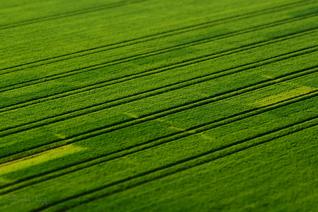 Zo groen als gras