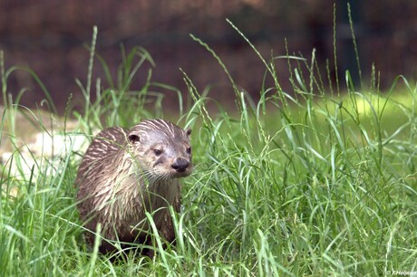 04_2018 Wildpark Gangelt Duitsland