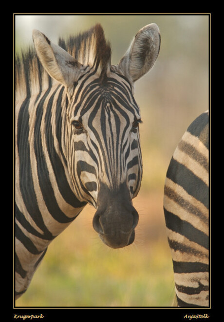 Zebra