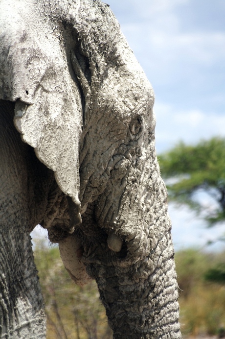 mannelijke olifant Etosha Natl. Park