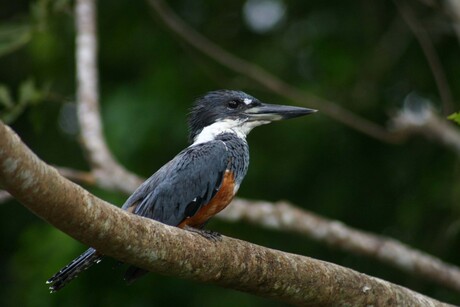 Kingfisher