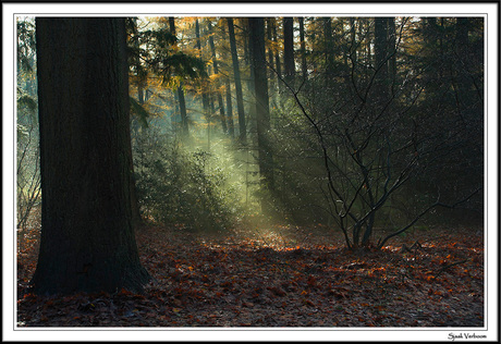 Duizend lichtjes