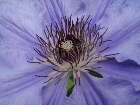 Close-up Clematis(hart)