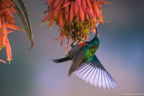 Greater double collared sunbird