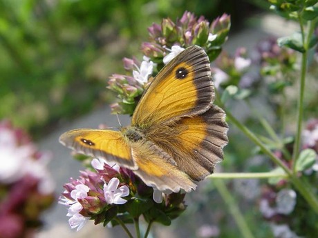 Vlinder op oreganobloesem