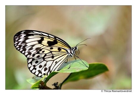 Paper Wings