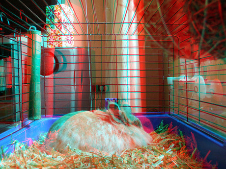 mijn konijn in 3D.