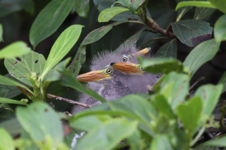 Jonge reigers