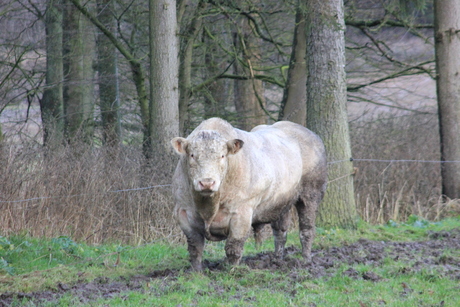 2012-12 ardennen