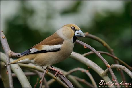 Appelvink