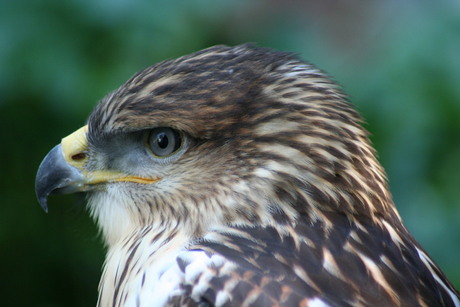 leuk vogeltje