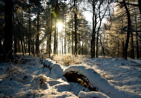 Tegenlicht en sneeuw